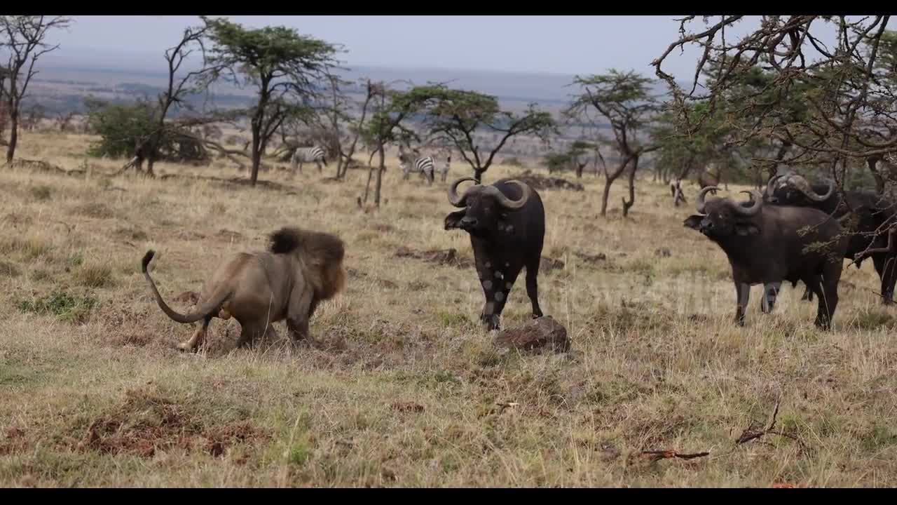 Video - Clip: Bị đàn trâu rừng truy sát, sư tử sợ hãi trèo lên cây lánh nạn
