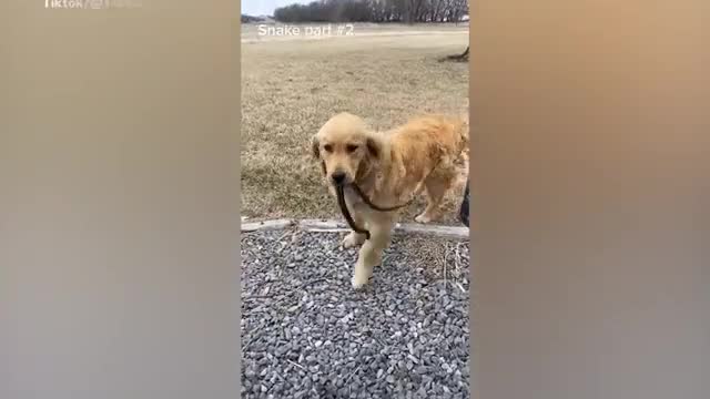 Video - Clip: Chó cưng bất ngờ đem về cho chủ một con rắn