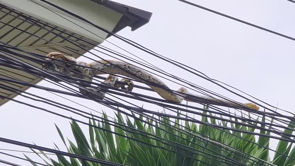 Video - Clip: Trăn khổng lồ cuộn mình trên dây điện khiến người dân sợ hãi