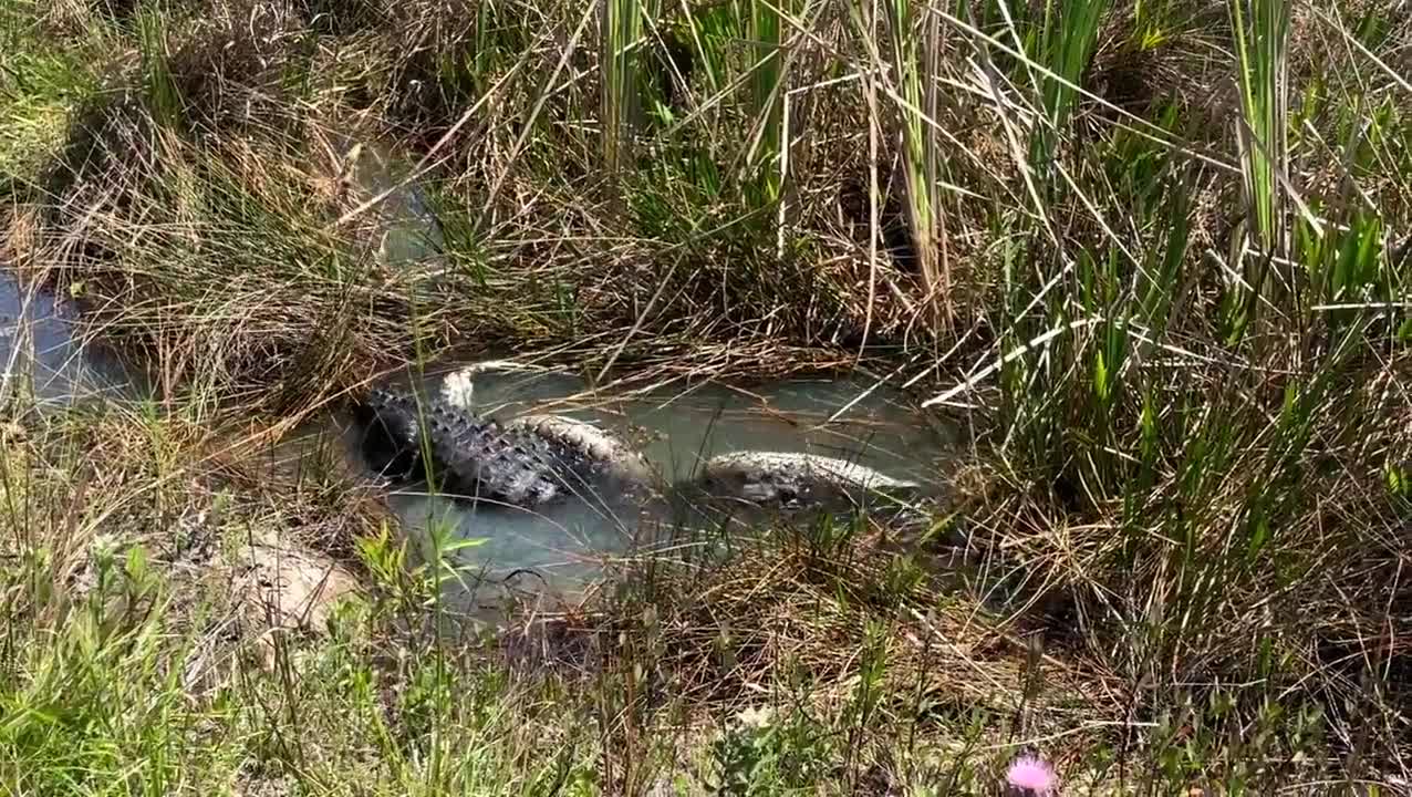 Video - Clip: Cá sấu quăng quật, ăn thịt trăn khủng trước mặt người quay phim