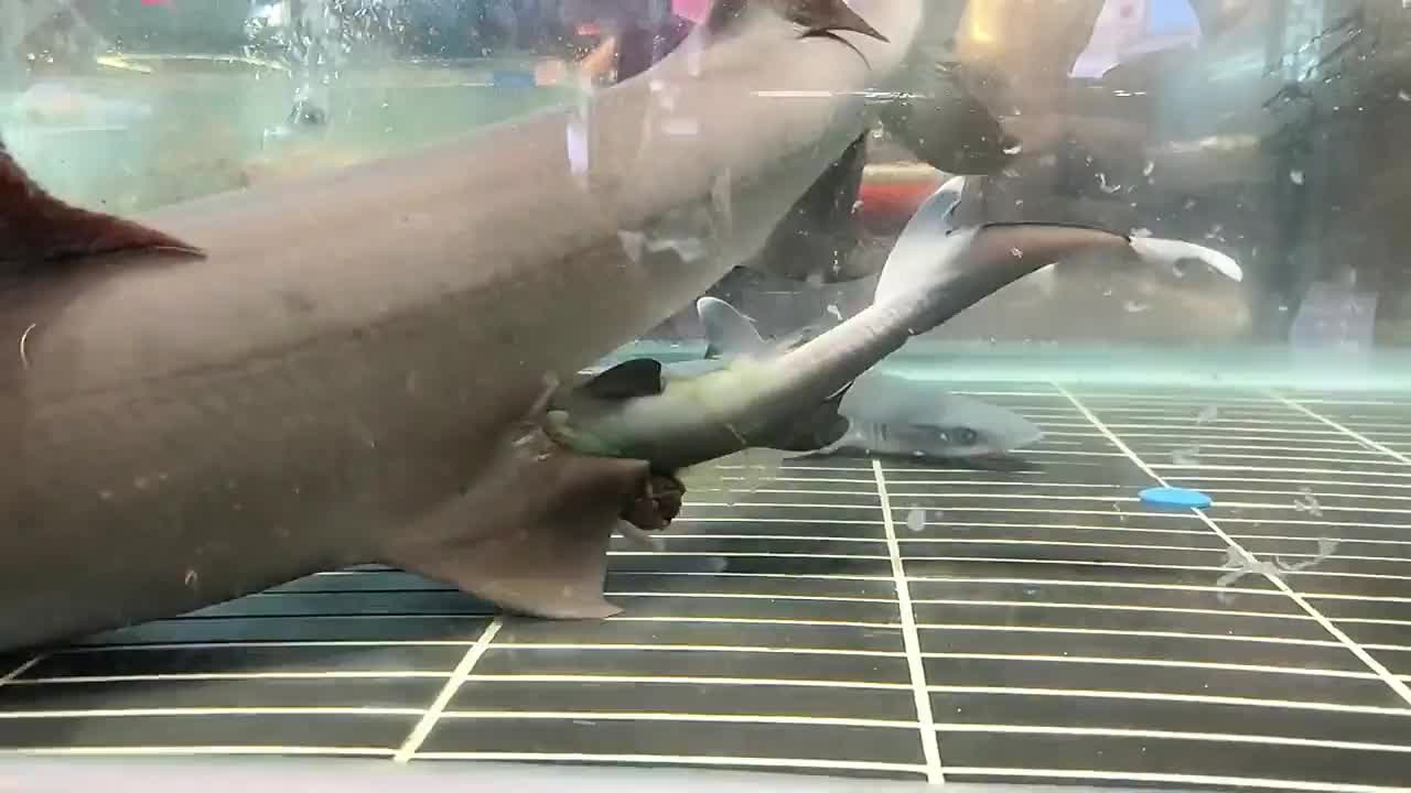 Video - Clip: Cá mập trưng bày bất ngờ đẻ 3 con khiến nhà hàng sửng sốt