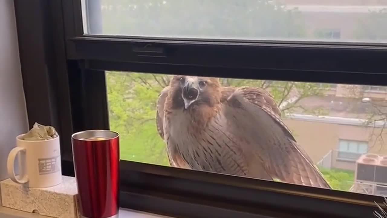 Video - Clip: Kinh ngạc diều hâu đậu ngoài cửa sổ dường như đang “nói chuyện”