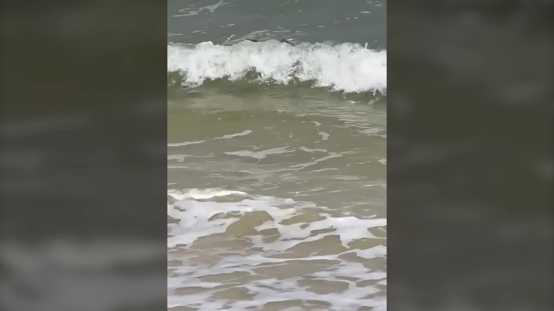 Video - Clip: Du khách kinh ngạc phát hiện cá sấu khổng lồ bơi gần bờ biển