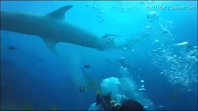 Video - Clip: Cá mập lao tới ngoạm đầu du khách đang lặn dưới biển
