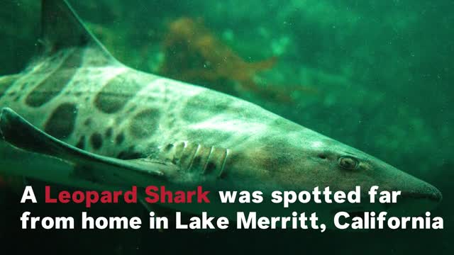Đời sống - Cá mập nước mặn bất ngờ xuất hiện trong hồ Merritt ở Mỹ (Hình 2).
