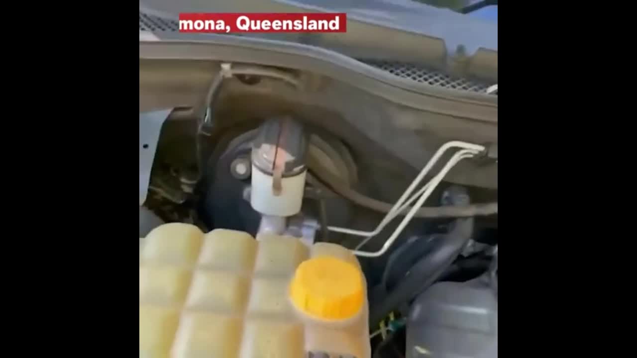 Video - Clip: Trăn khổng lồ trốn trong xe ô tô