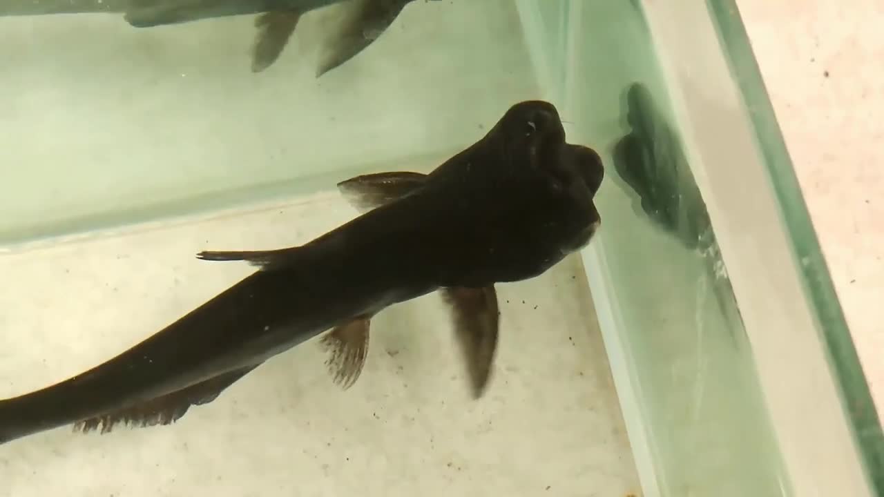 Video - Clip: Cá trê có hình dạng kỳ quái khiến chủ cửa hàng bối rối