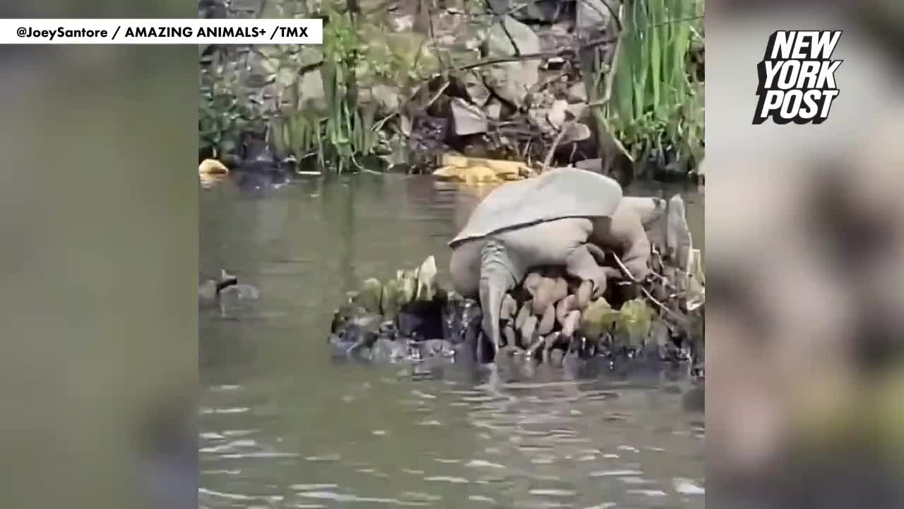 Video - Clip: Rùa khổng lồ xuất hiện trên sông thu hút nhiều sự chú ý