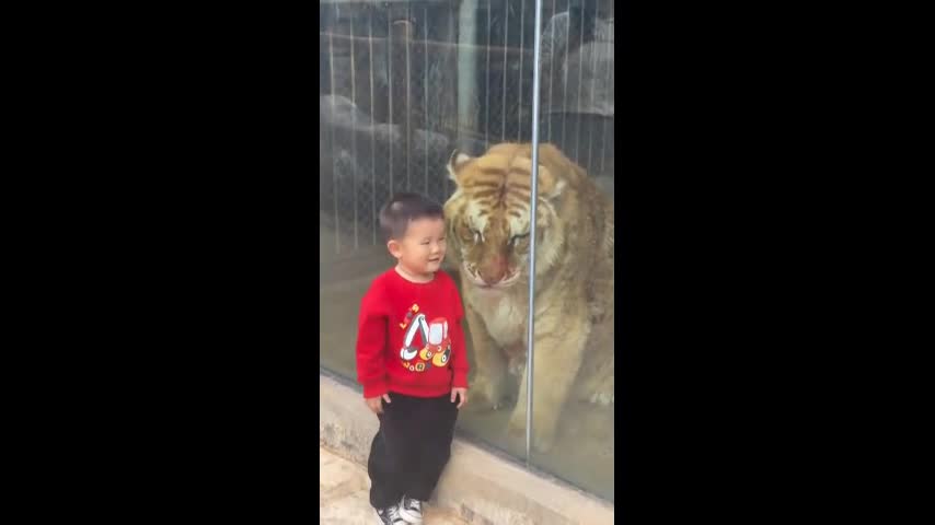 Video - Clip: Bé trai 'đánh nhau' với hổ khổng lồ qua cửa kính và cái kết