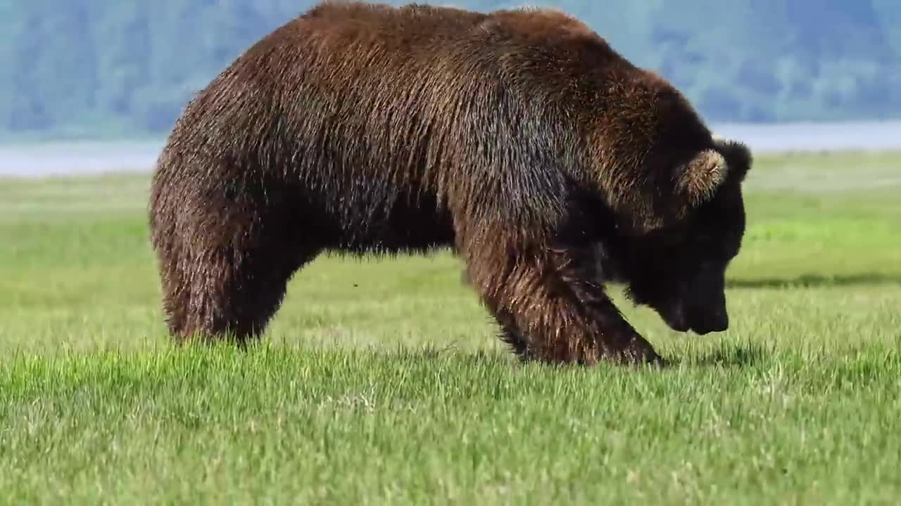 Video - Clip: Khoảnh khắc ấn tượng gấu xám đánh nhau trong mùa giao phối