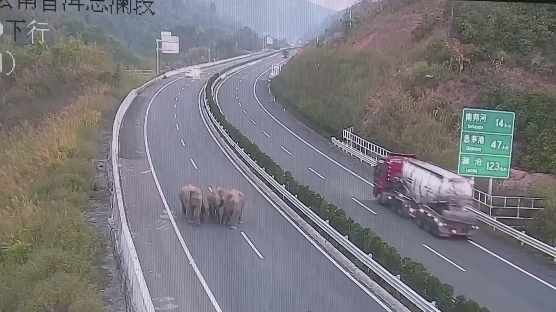 Video - Clip: Đàn voi rừng bất ngờ xuất hiện trên đường cao tốc