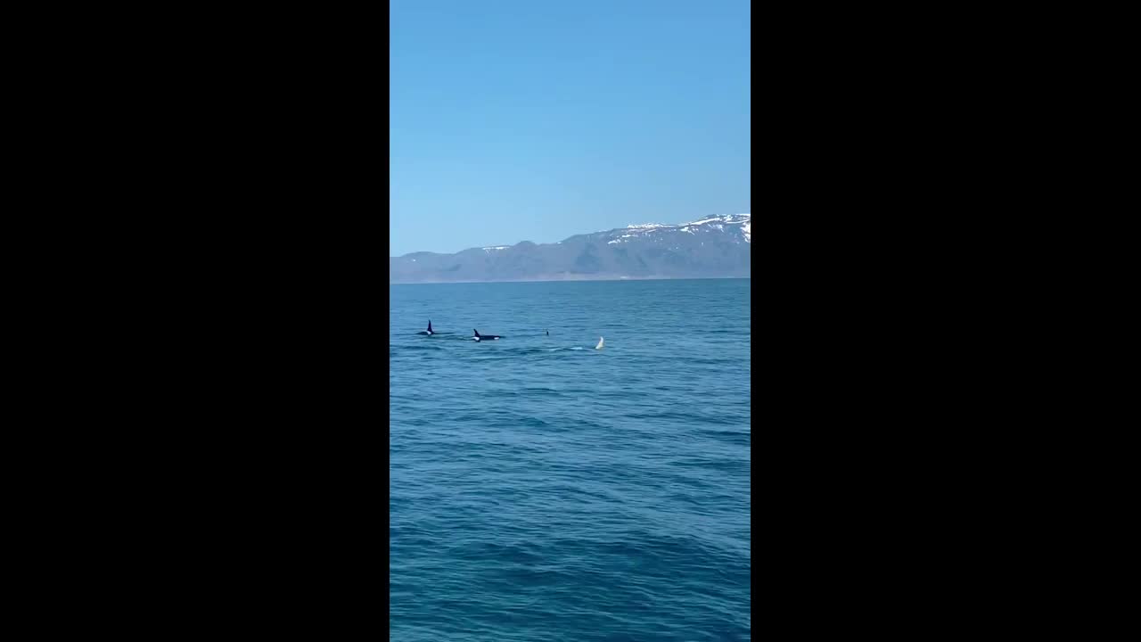 Video - Clip: Cá voi sát thủ trắng quý hiếm xuất hiện ngoài khơi Nhật Bản