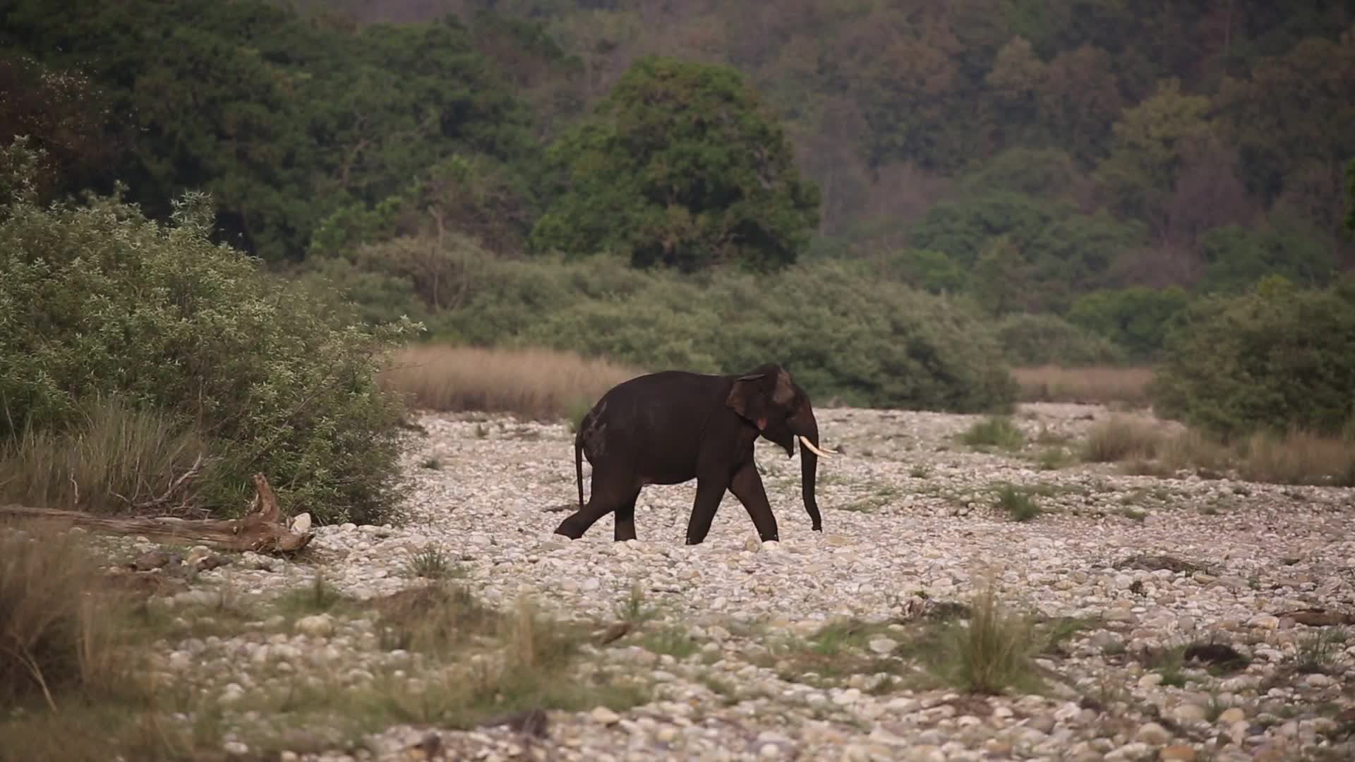Video - Clip: Kinh ngạc voi hoang dã tạo dáng cho nhiếp ảnh gia chụp