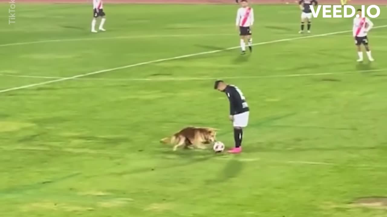 Video - Clip: Chú chó tinh nghịch làm gián đoạn trận bóng đá (Hình 2).