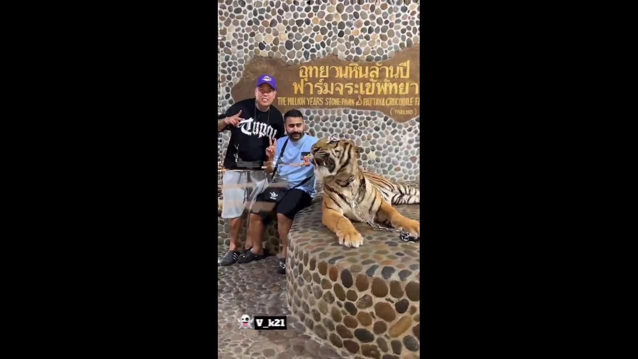 Video - Clip: 2 người đàn ông hoảng hốt bỏ chạy khi đang chụp ảnh với hổ
