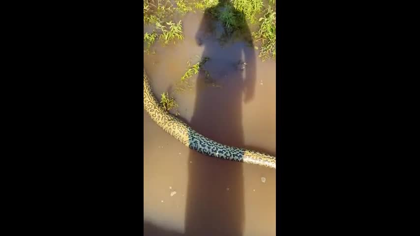 Video - Clip: Bị con mồi đâm xuyên cổ họng, trăn anaconda nhận kết thảm