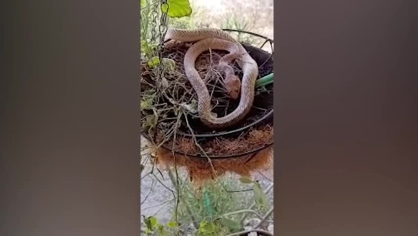 Video - Clip: Rợn người khoảnh khắc phát hiện rắn trong tổ chim