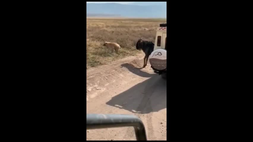 Video - Clip: Kinh hoàng sư tử săn mồi ngay trước mặt du khách