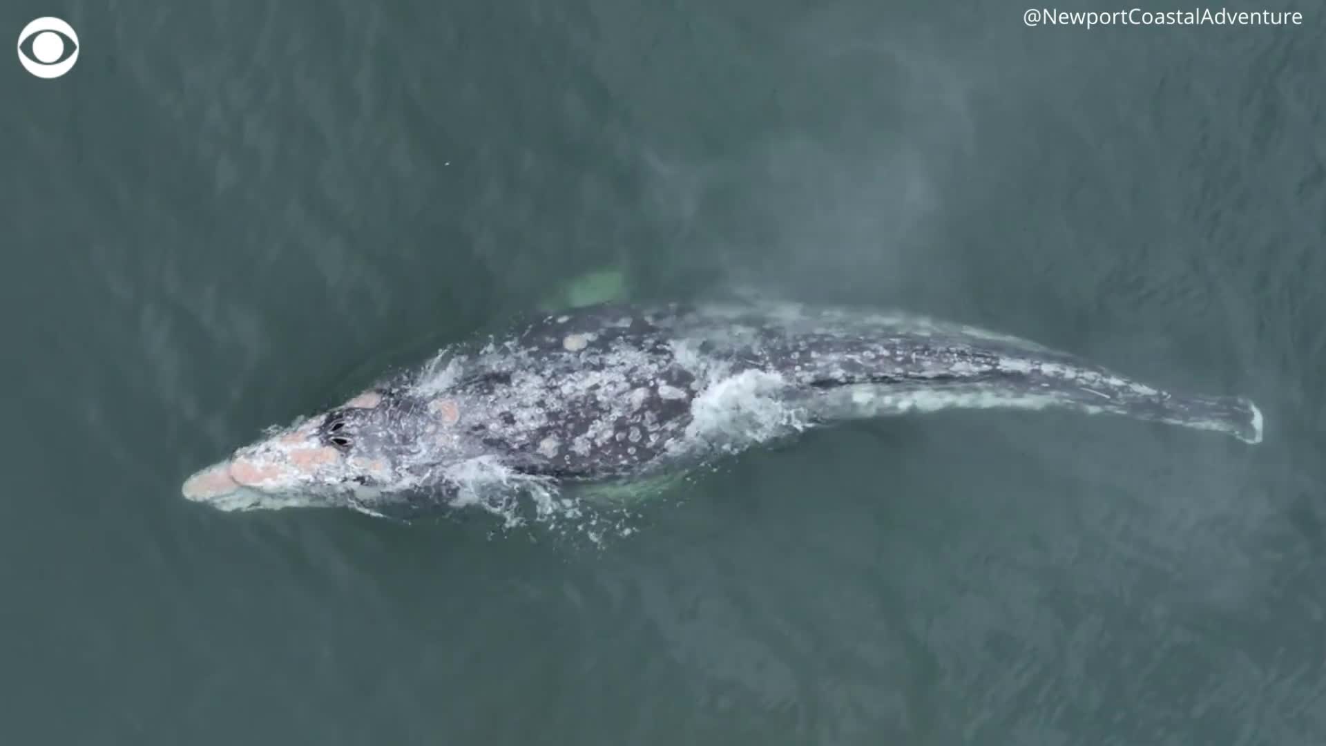 Video - Clip: Phát hiện cá voi không đuôi ngoài bờ biển California