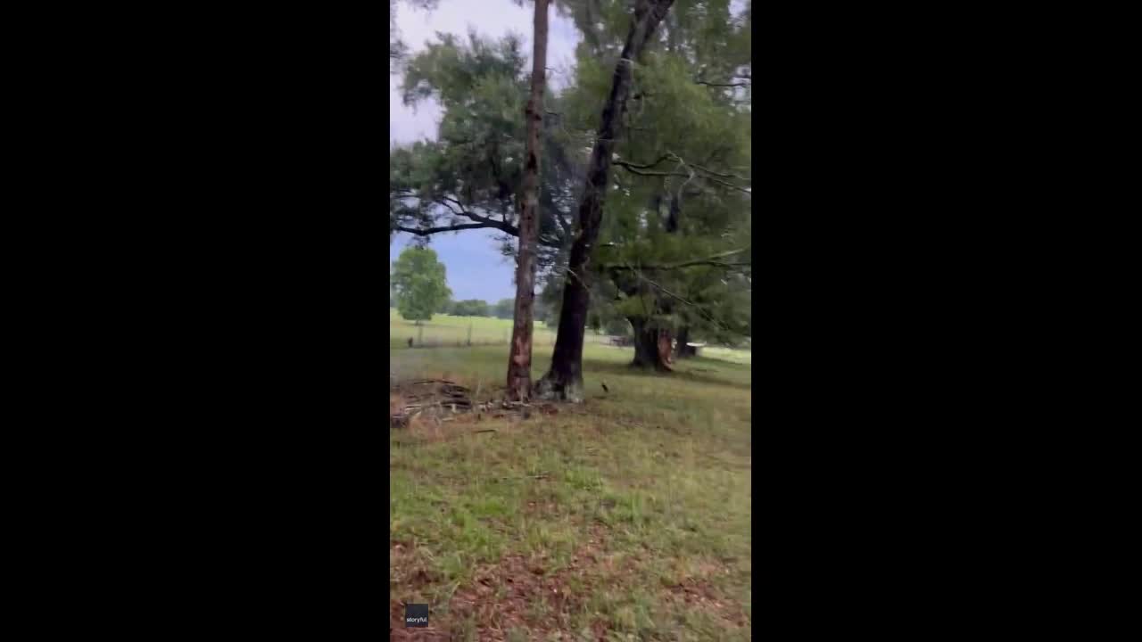 Video - Clip: Kinh ngạc thân cây bốc cháy sau khi sét đánh trúng
