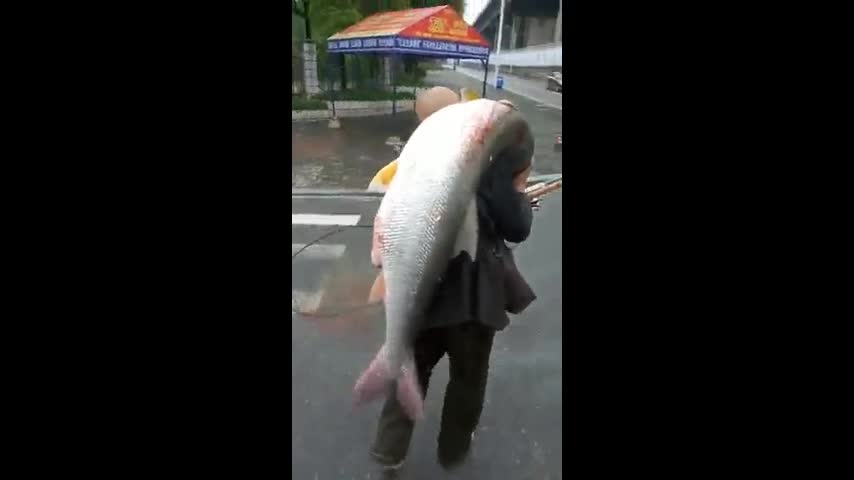 Video - Clip: Người đàn ông vác cá 'khổng lồ' nặng 35kg đi bộ trên phố