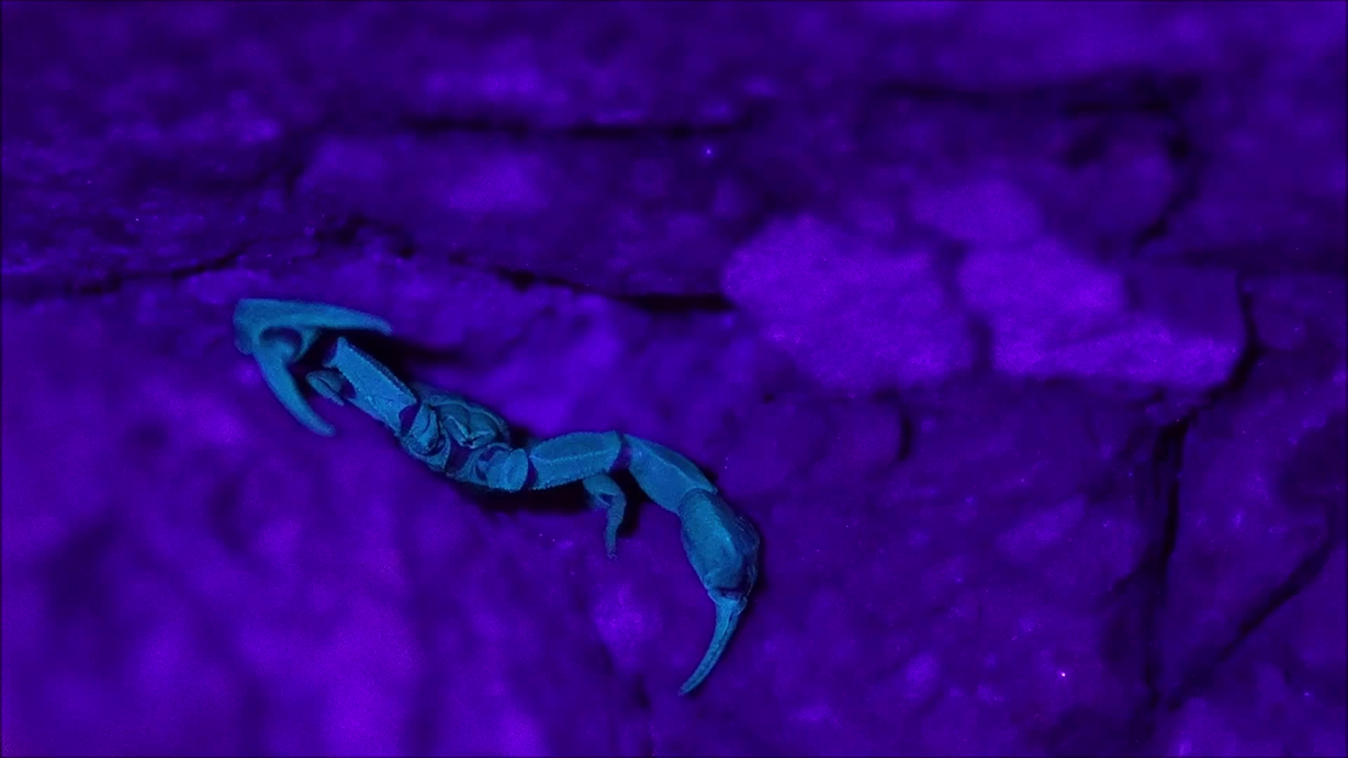 Video - Clip: Phát hiện bọ cạp phát sáng dưới tia UV trong bức tường