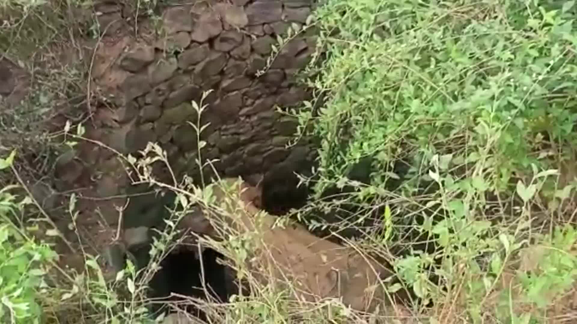 Video - Clip: Cận cảnh cuộc giải cứu con voi rơi xuống giếng bỏ hoang