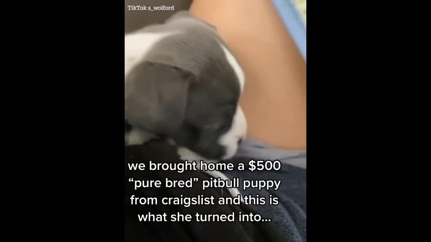 Video - Clip: Mua chó Pitbull trên mạng, cô gái nhận cái kết bất ngờ