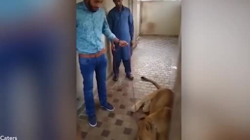 Video - Clip: Người đàn ông bị sư tử vồ giữa hành lang và cái kết thót tim