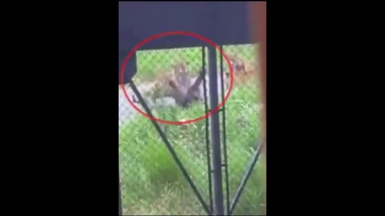 Video - Clip: Gấu đen đứng thẳng 2 chân rồi lao vào đánh nhau dữ dội với hổ dữ