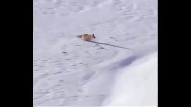 Video - Clip: Đại bàng 'tung cước' hạ gục chó sói chỉ trong chớp mắt