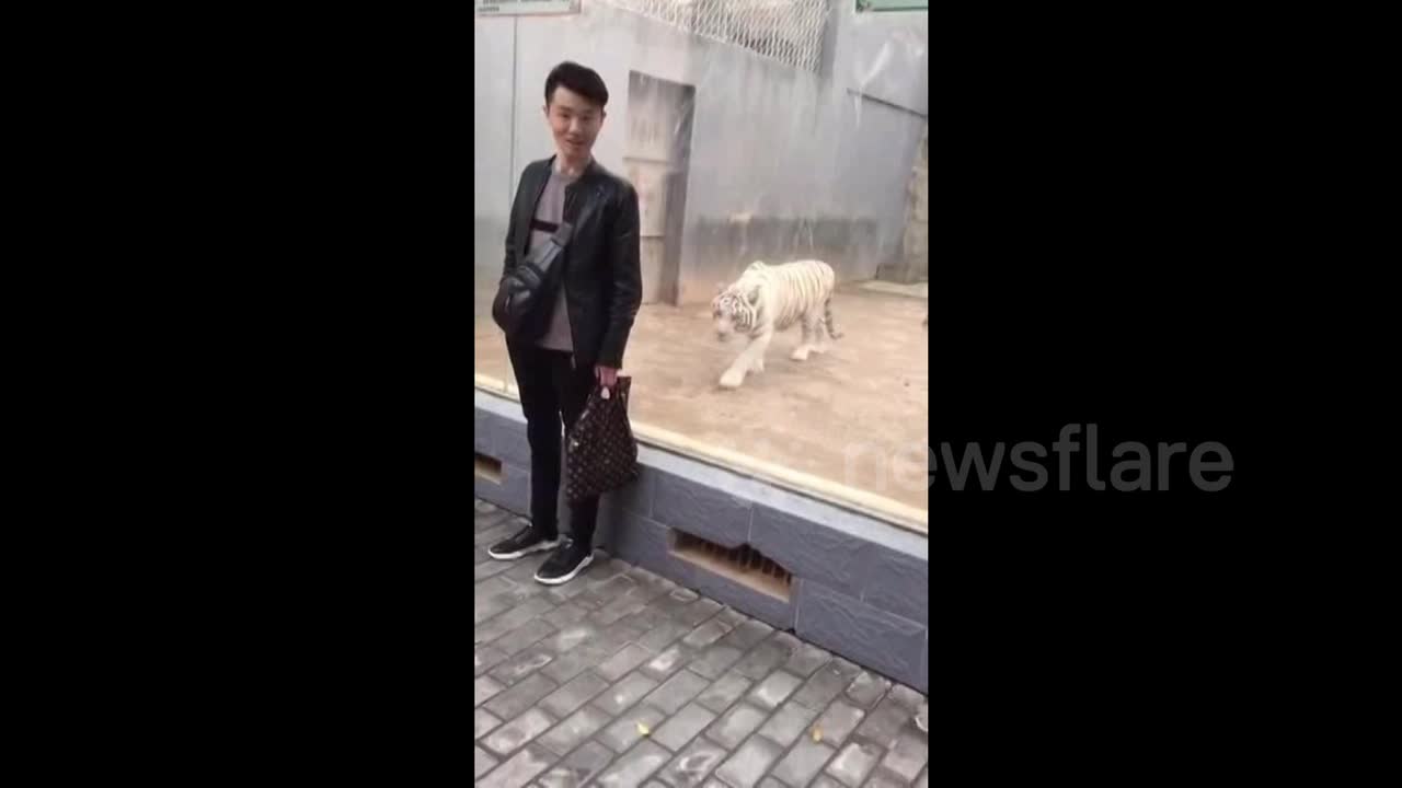 Video - Clip: Sư tử trắng rình rập, vồ người đàn ông qua lớp kính và cái kết
