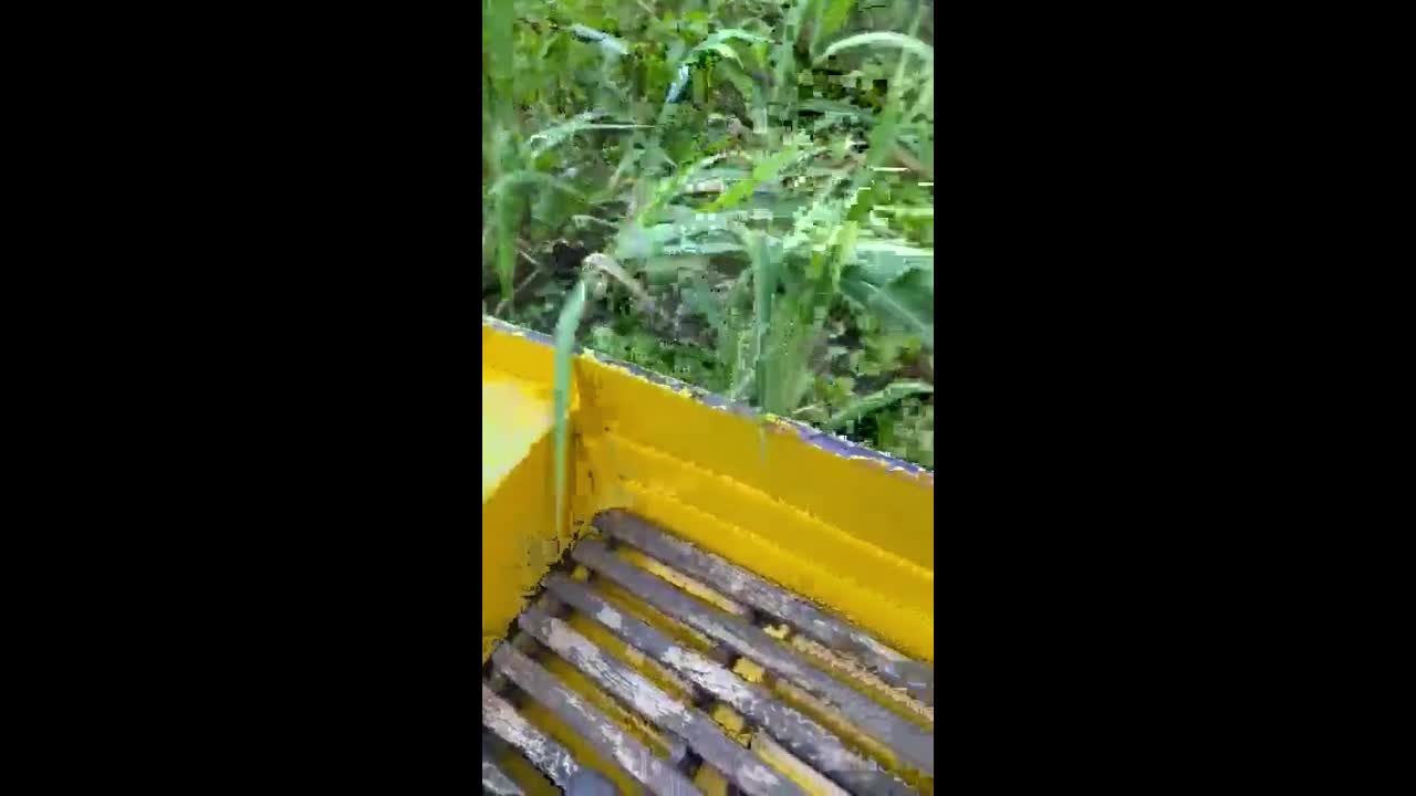 Video - Clip: Rợn người cảnh trăn Anaconda khổng lồ bơi gần thuyền
