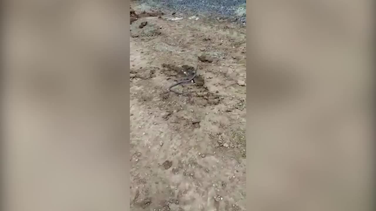 Video - Clip: Bị rắn tấn công, cậu bé có hành động dở khóc dở cười