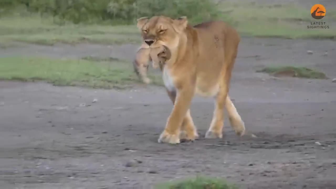 Video - Clip: Sư tử cái ăn thịt con non của mình khiến du khách sửng sốt