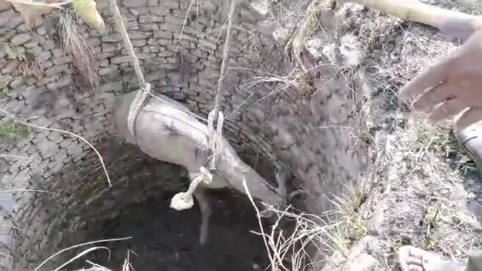 Video - Clip: Giải cứu linh dương bị mắc kẹt trong giếng