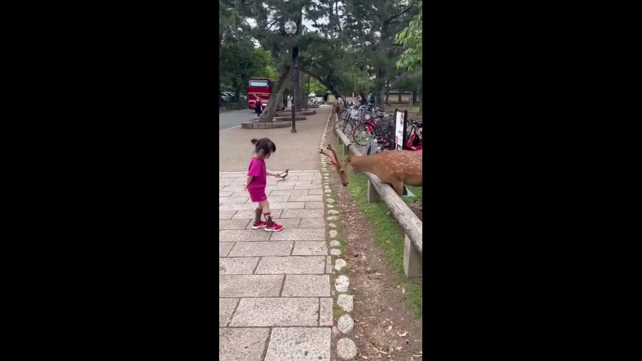 Video - Clip: Khoảnh khắc thú vị khi cô bé cho hươu ăn