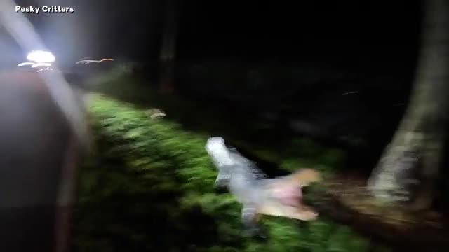 Video - Clip: Khoảnh khắc vây bắt cá sấu như phim hành động