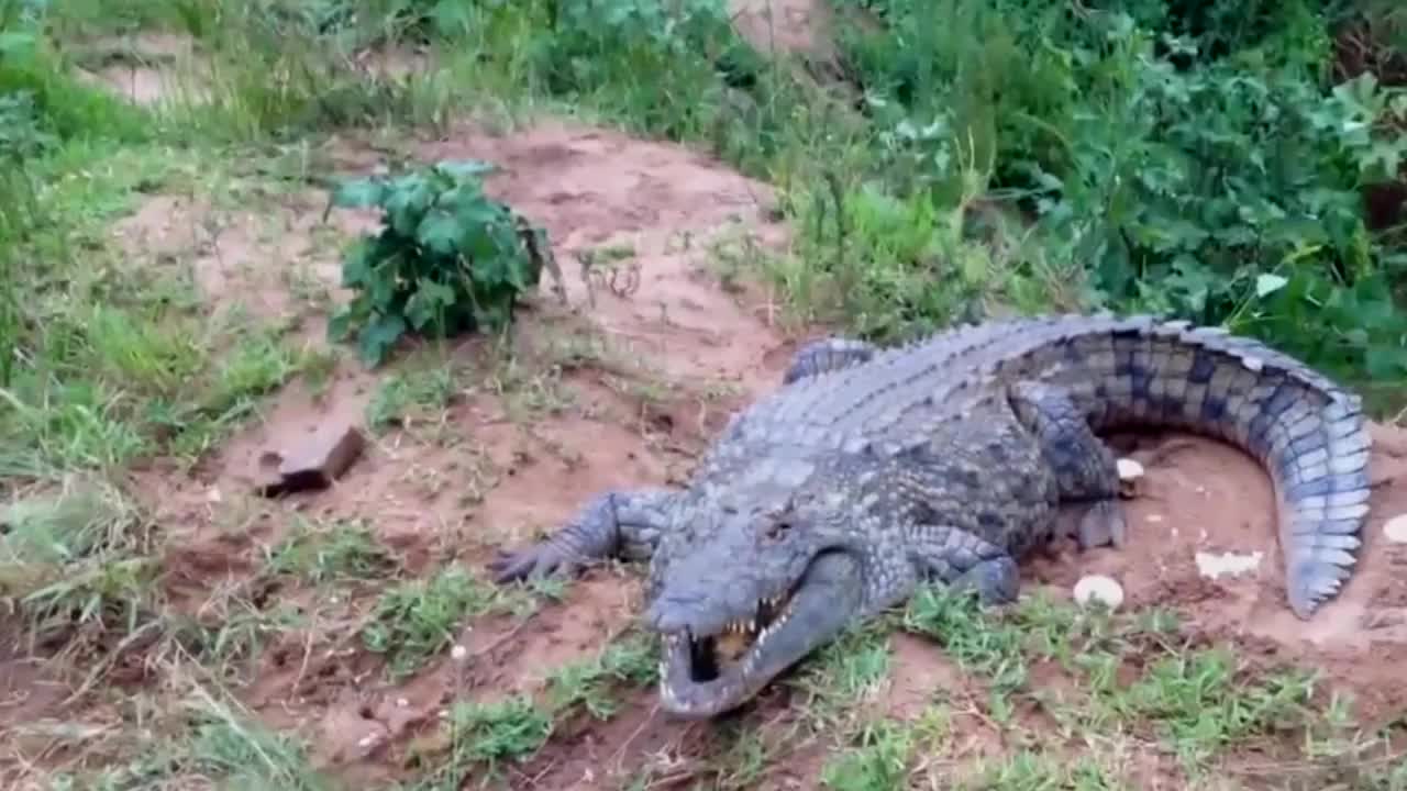 Video - Clip: Cá sấu nổi điên lao tới ngoạm chân người đàn ông và cái kết