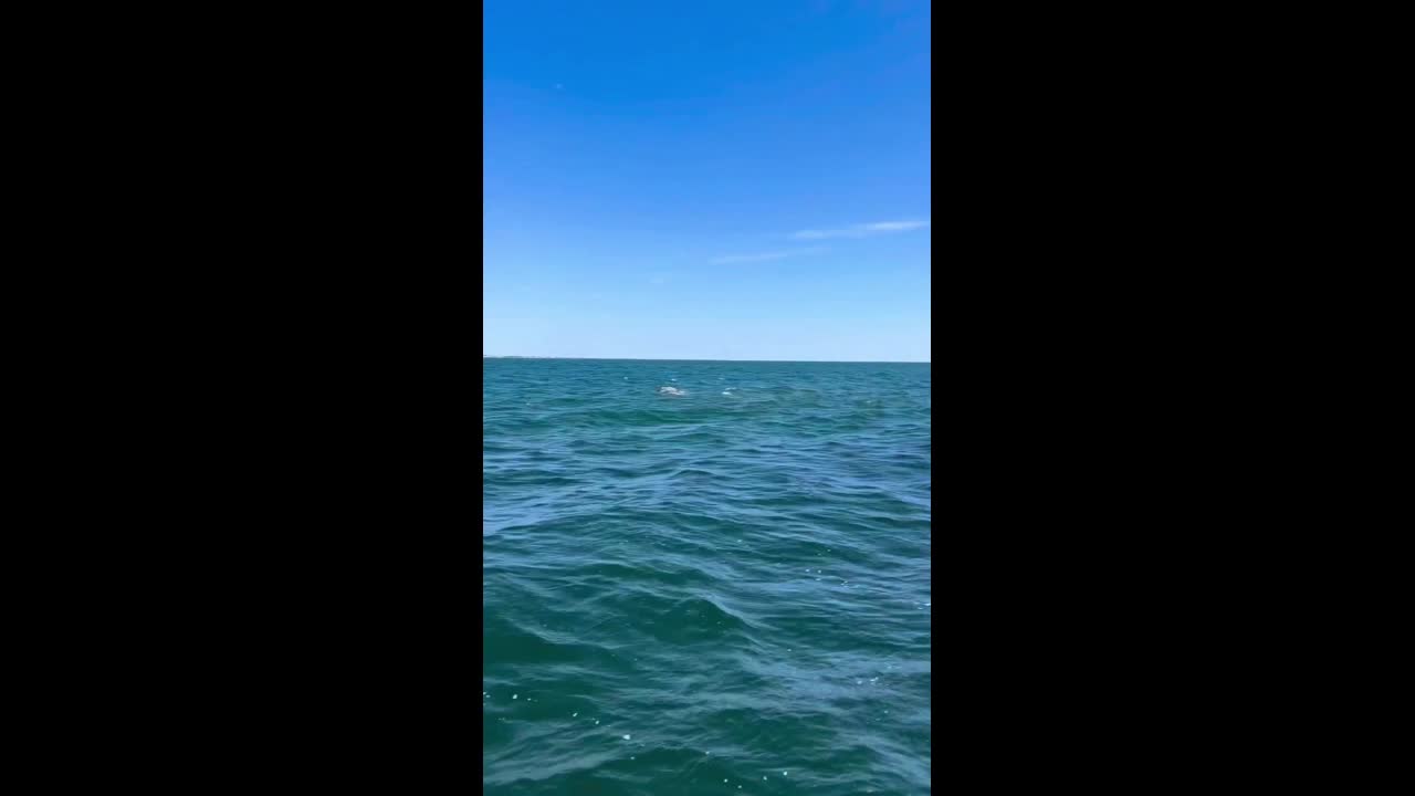 Video - Clip: Kinh hoàng cảnh cá voi lưng gù suýt đâm vào thuyền