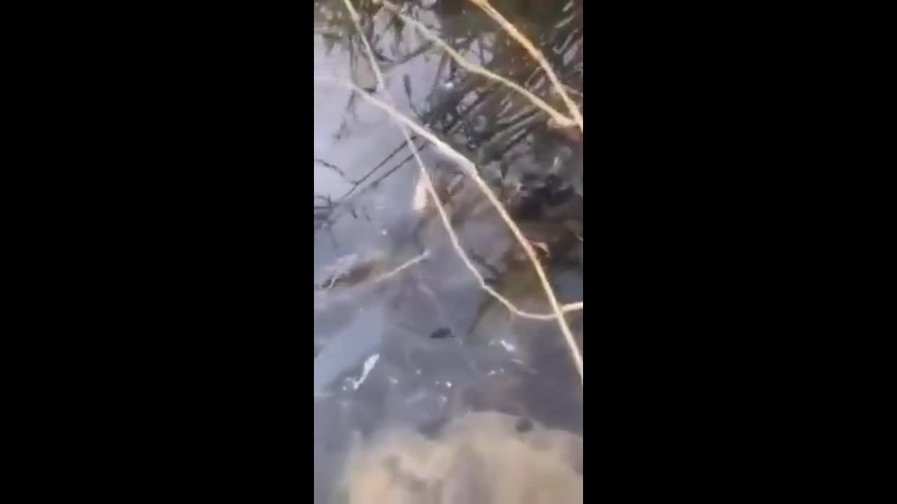Video - Clip: Cá không đầu bơi dưới nước khiến cư dân mạng kinh hãi
