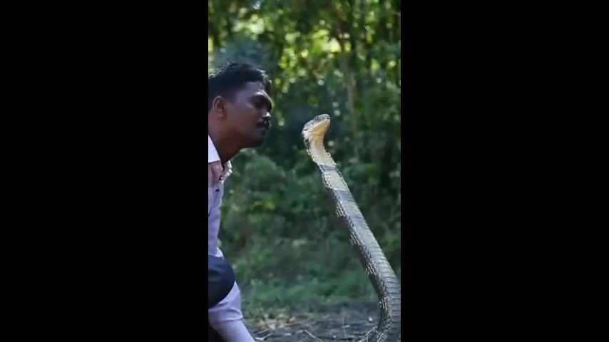 Video - Clip: Người đàn ông liều mạng hôn lên đầu rắn hổ mang chúa và cái kết
