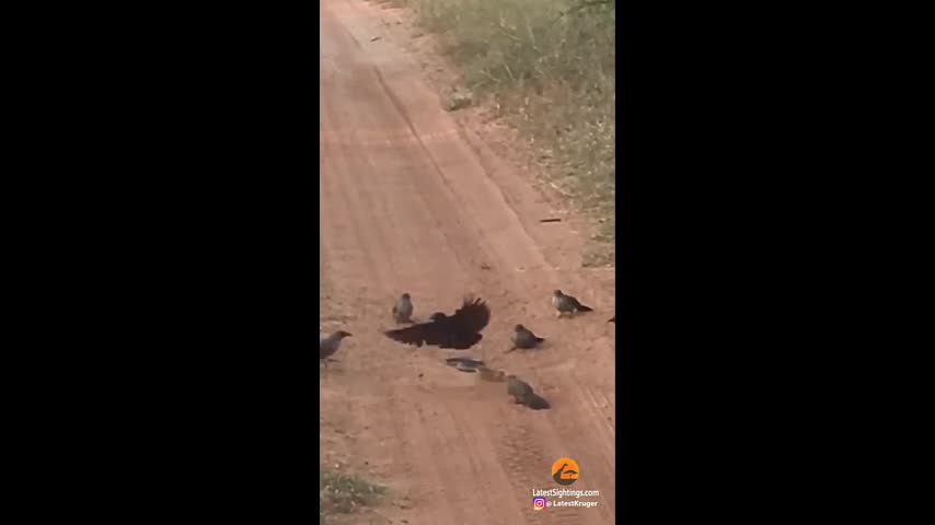 Video - Clip: Rắn độc bị đàn chim bao vây, lao vào 'đánh hội đồng' và cái kết