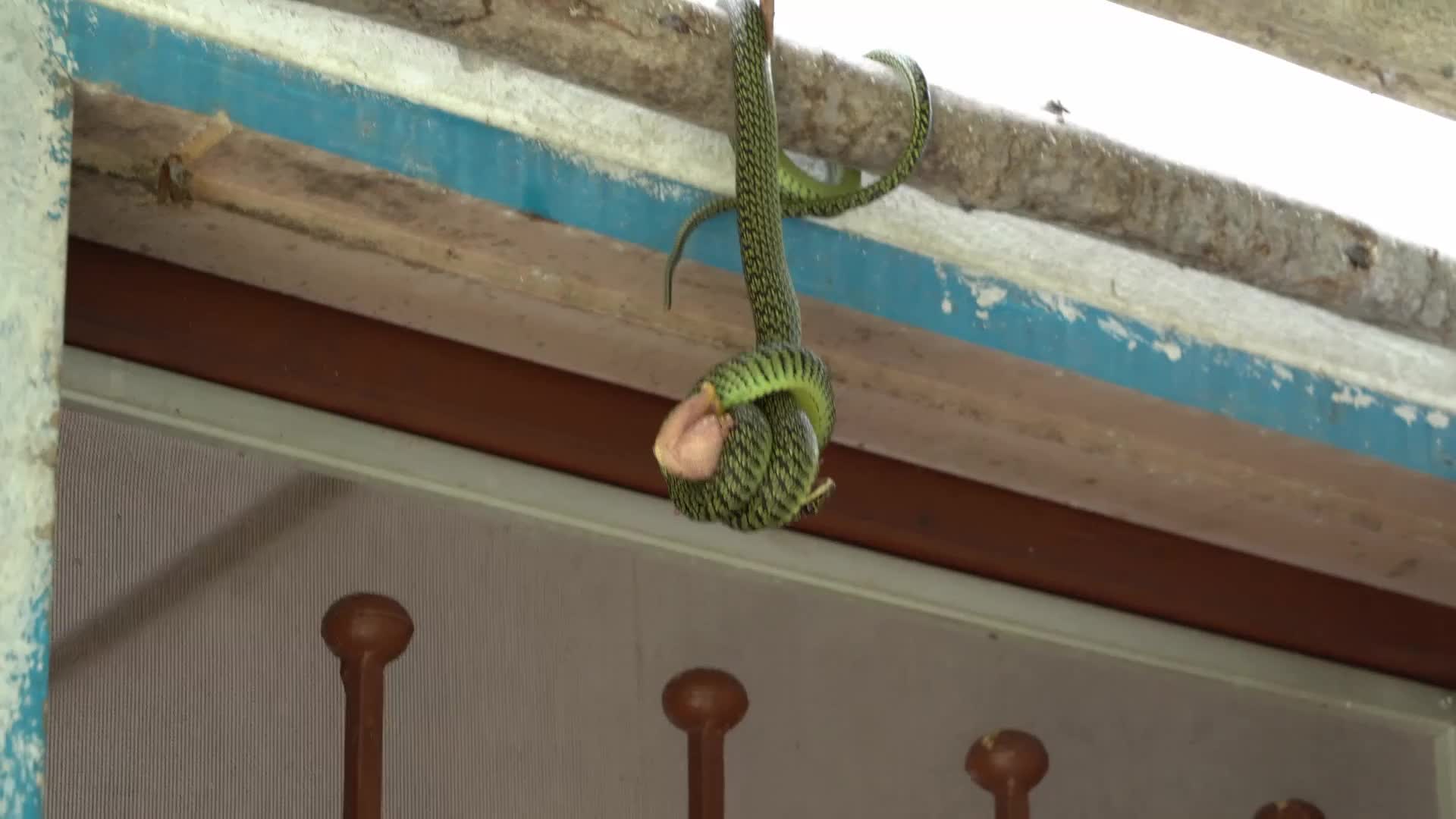 Video - Clip: Kinh hãi khoảnh khắc rắn ăn mồi treo lơ lửng trên trần nhà