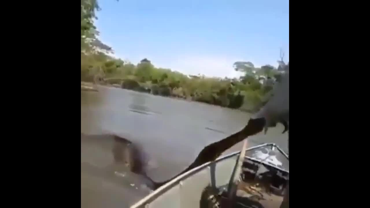 Video - Clip: Người đàn ông dùng tay không bắt 'quái vật' khổng lồ trên sông