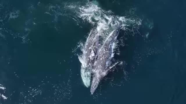 Video - Clip: 30 con cá voi sát thủ tấn công 2 con cá voi xám trưởng thành và cái kết 