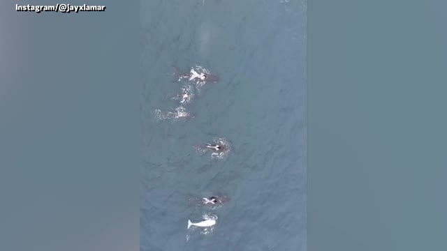 Video - Clip: Phát hiện cá voi sát thủ trắng cực hiếm