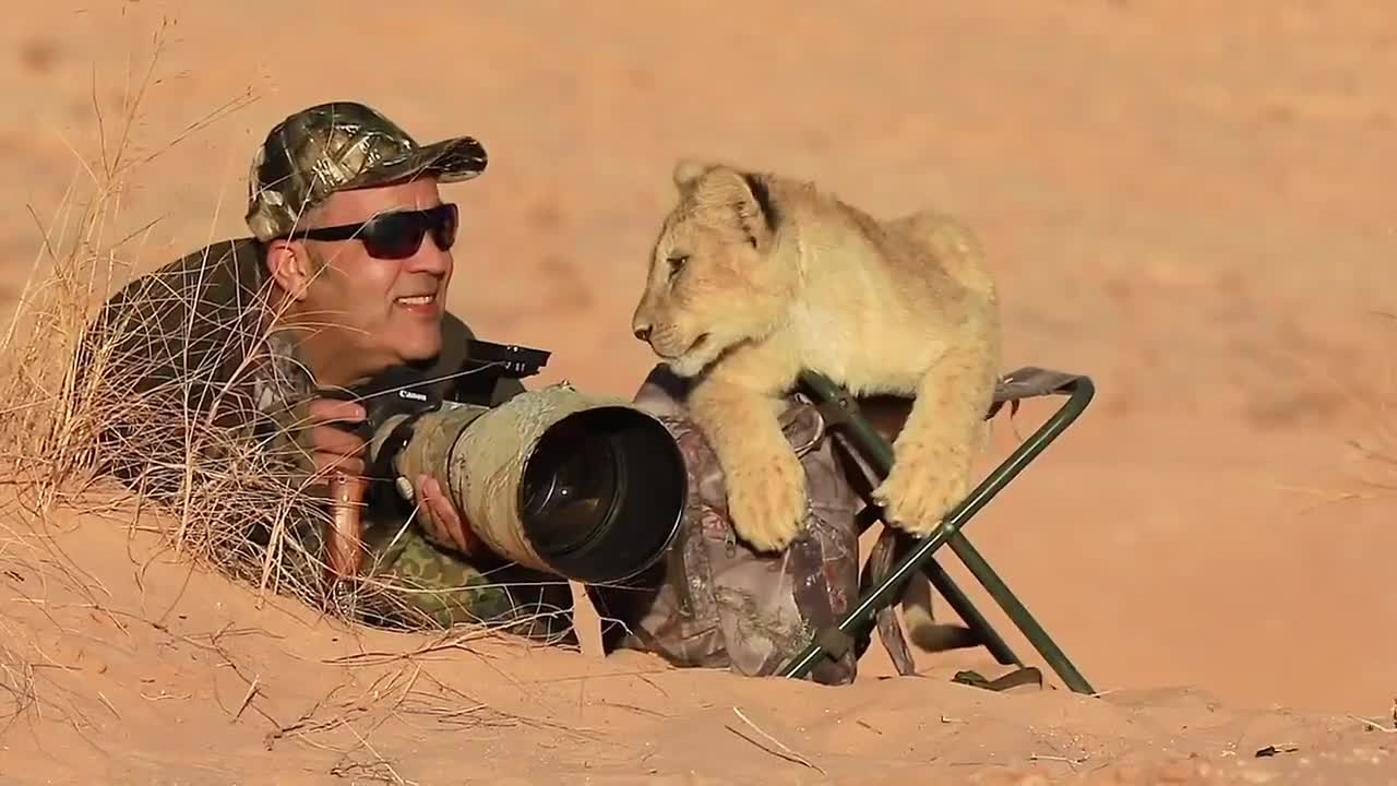 Video - Clip: Sư tử con nhí nhảnh với nhiếp ảnh gia khiến nhiều người kinh ngạc