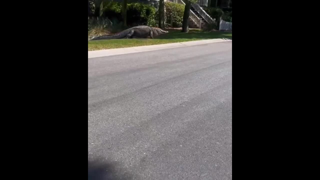 Video - Clip cá sấu lớn băng qua đường ở Mỹ khiến người dân kinh ngạc