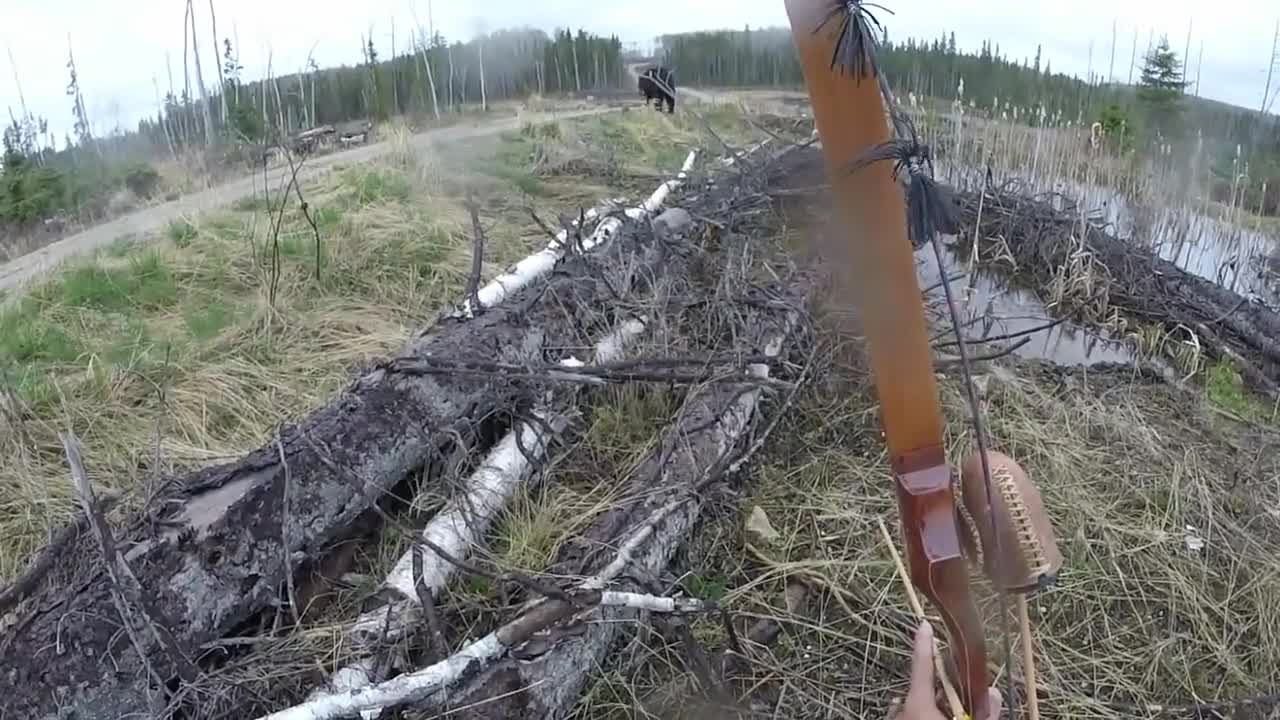 Video - Clip: Bị gấu đen tấn công, thợ săn bỏ chạy bạt mạng và cái kết
